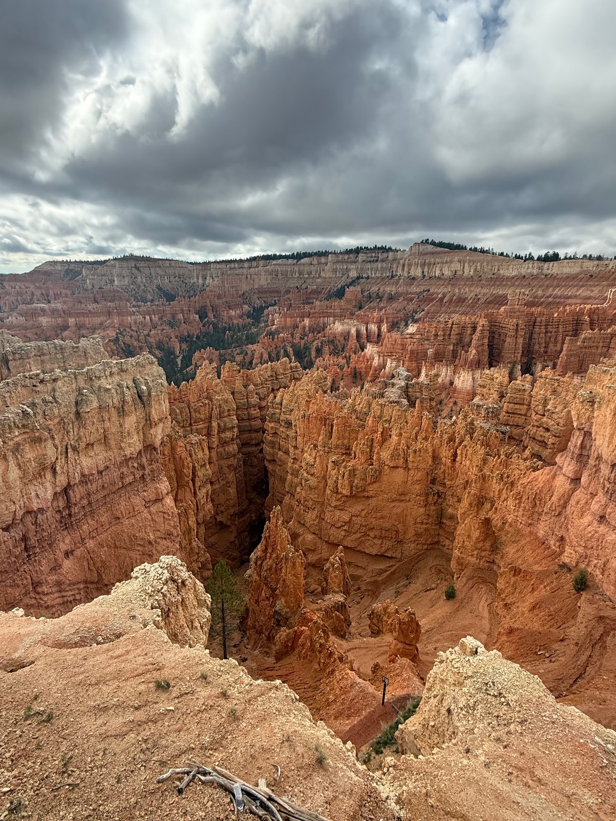 Looking down from the rim into a deep gully between orange hoodoo walls, a single pine growing at the bottom and a long line of cliffs on the horizon under storm clouds