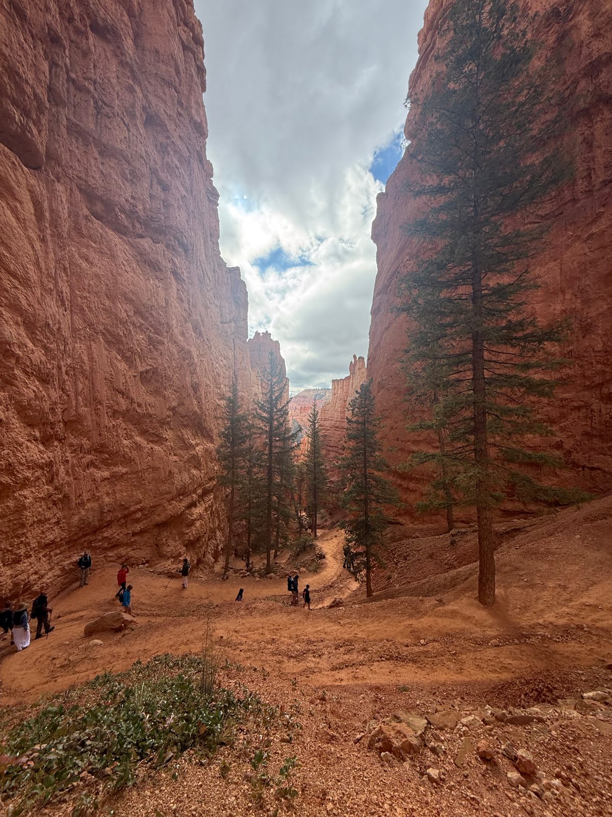 The trail at the bottom of a narrow canyon between towering orange rock walls, tall pines growing straight up toward a patch of cloud and blue sky, small hikers on the path
