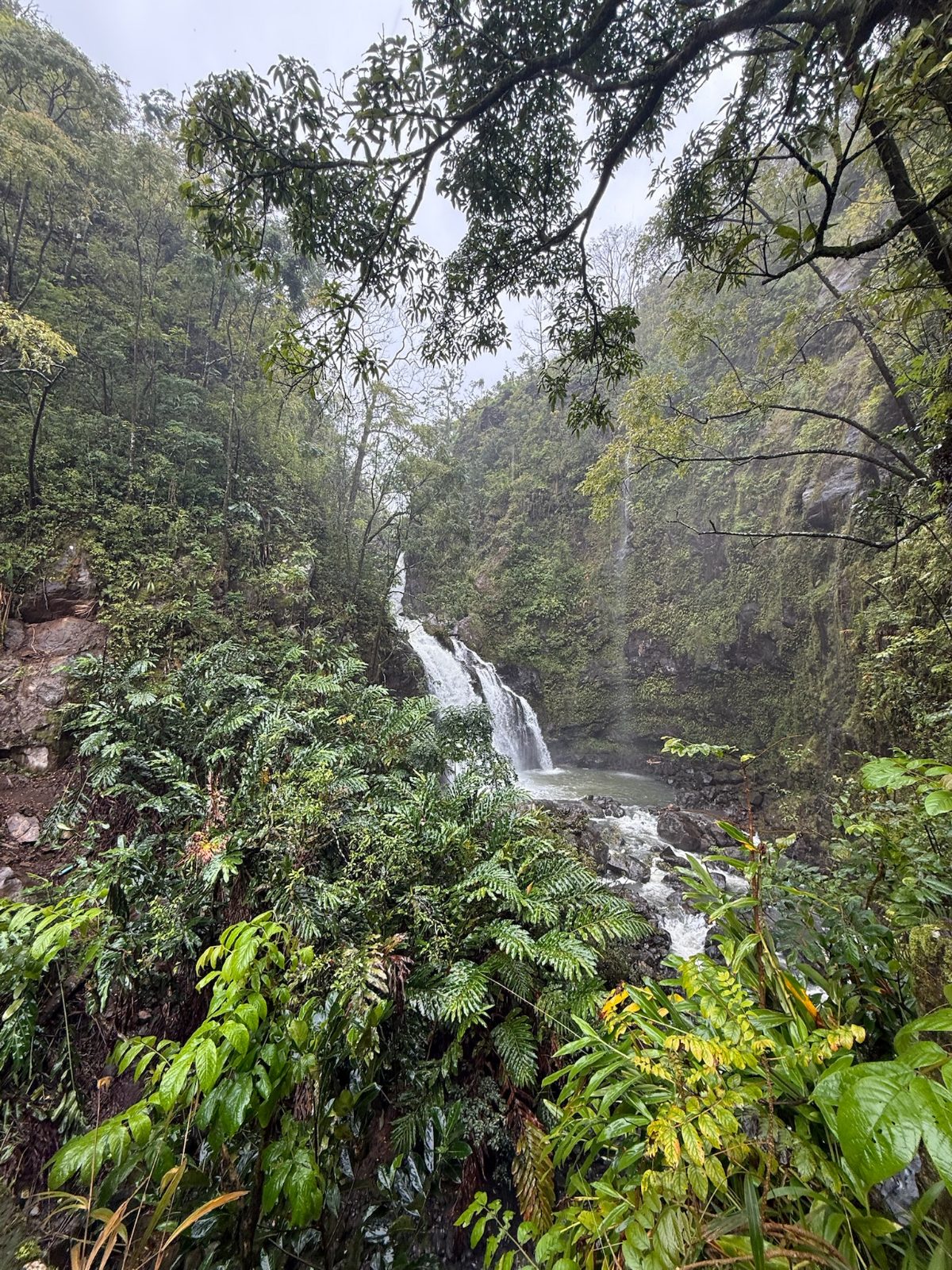 Upper Waikani Falls running heavy into a pool in a steep rainforest gorge beside the Hana Highway, dense green on both walls