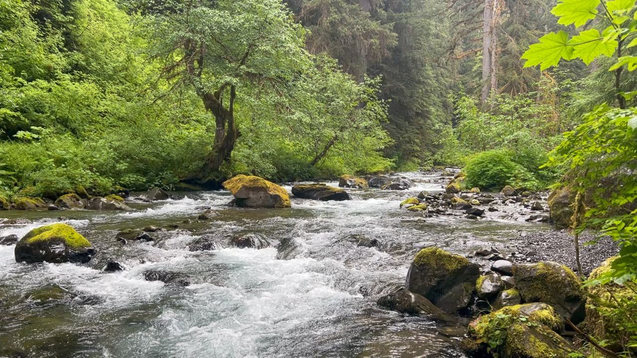 A river running fast over mossy boulders through dense green rainforest