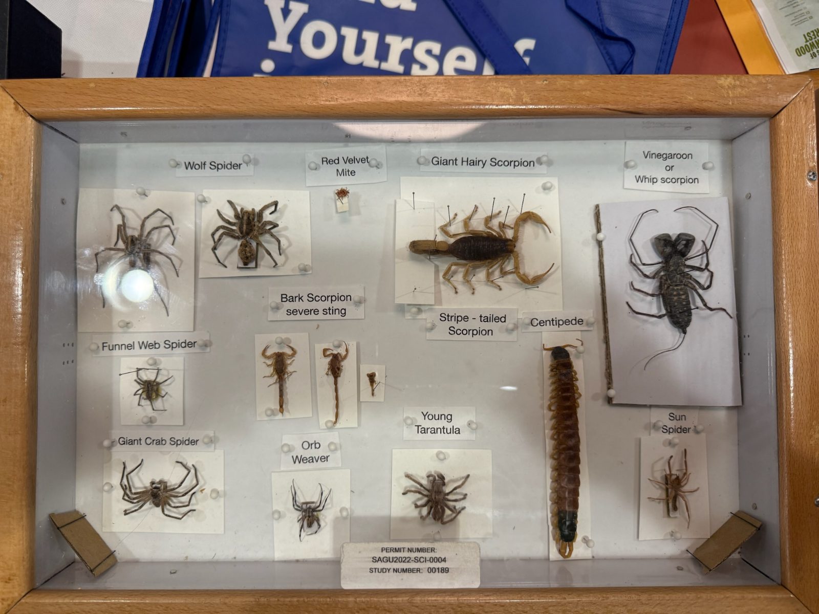 A display case of pinned desert arachnids at the visitor center, each specimen hand-labelled