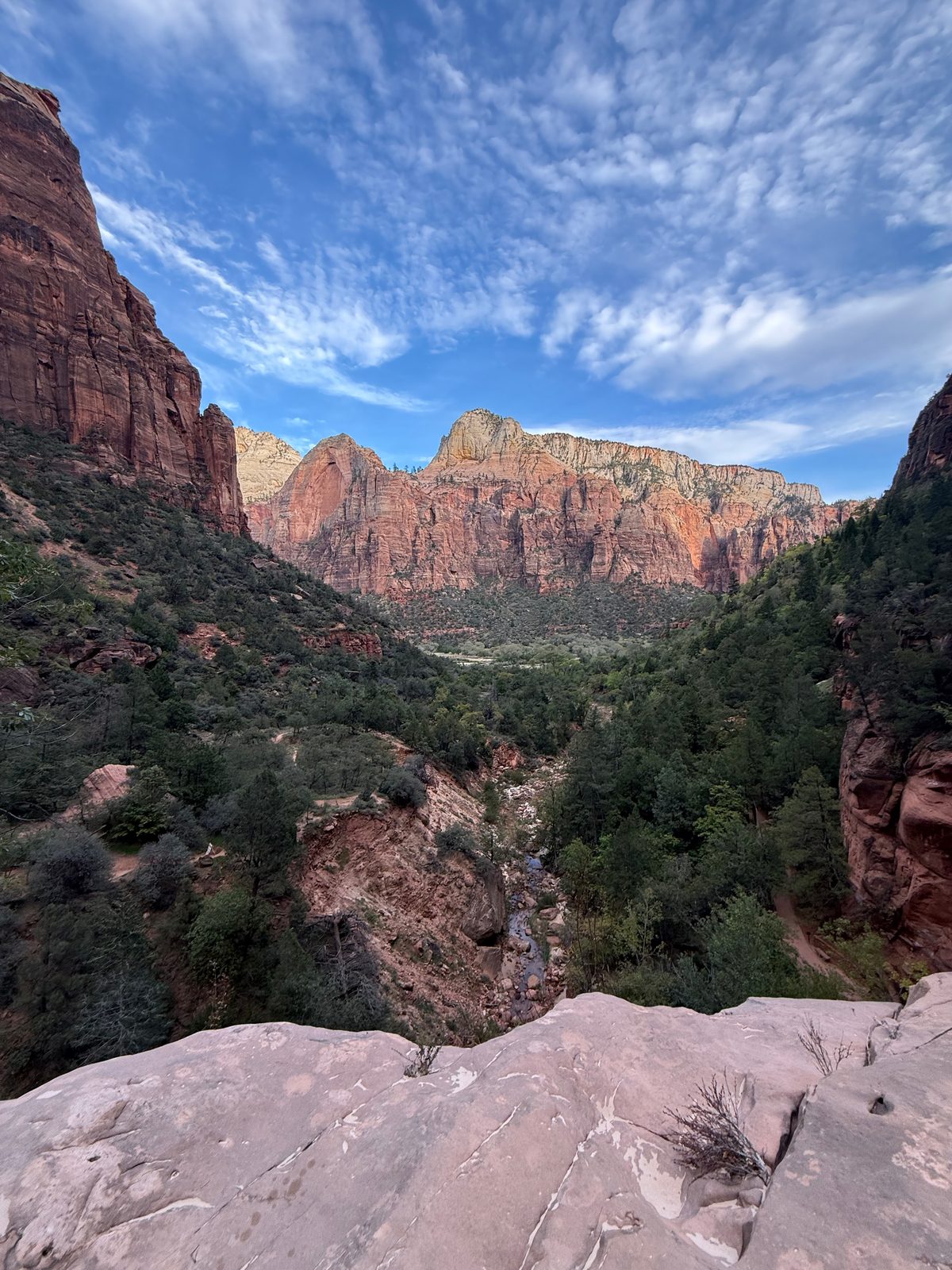 View down Zion Canyon from a slab of pale sandstone on the Emerald Pools trail, red cliffs on both sides, green trees on the canyon floor and a sky full of small white clouds
